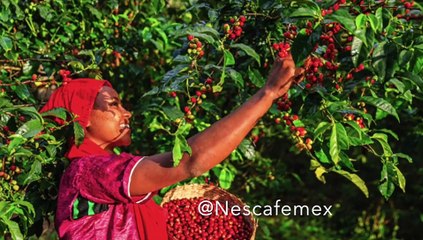 Rosenda Ruiz Entrevista A Rosa María Cordero, Directora De Mercadotecnia De Nescafé