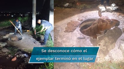 Rescatan a caballo atascado en una coladera en Querétaro