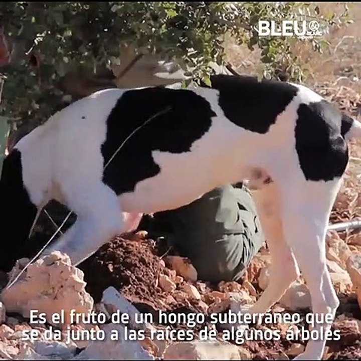 Trufa - Bleu&Blanc