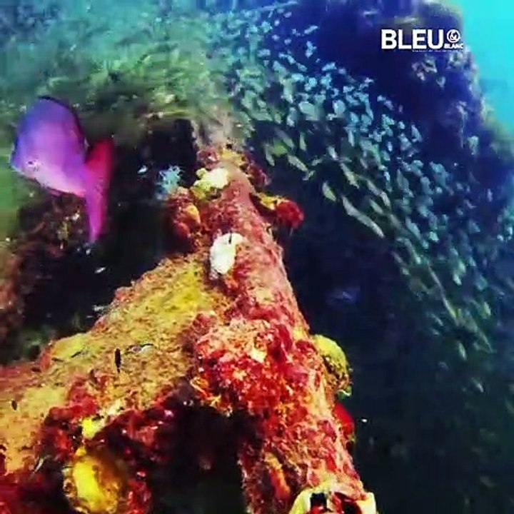 Buceo arqueológico - Bleu&Blanc