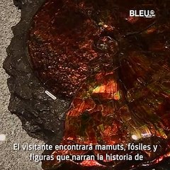 Royal Tyrrell Museum - Bleu&Blanc
