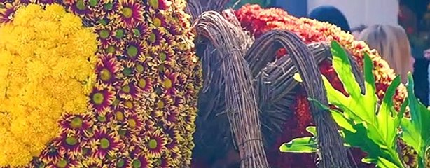 Festival de las Flores - Bleu&Blanc