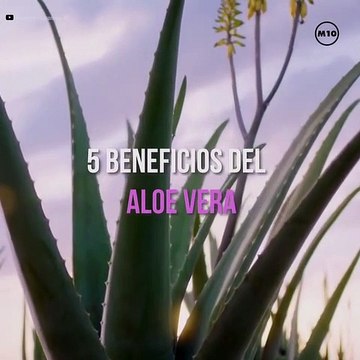 5 beneficios del Aloe Vera - Mujer de10