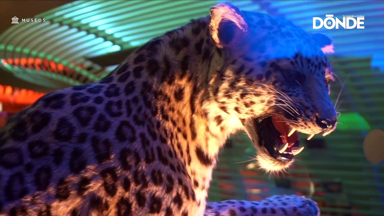 MUSEOS: Museo de Historia Natural (México) - Dónde Ir