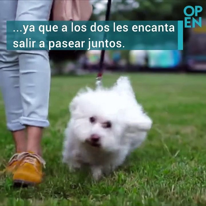 El nuevo gadget para tu perro
