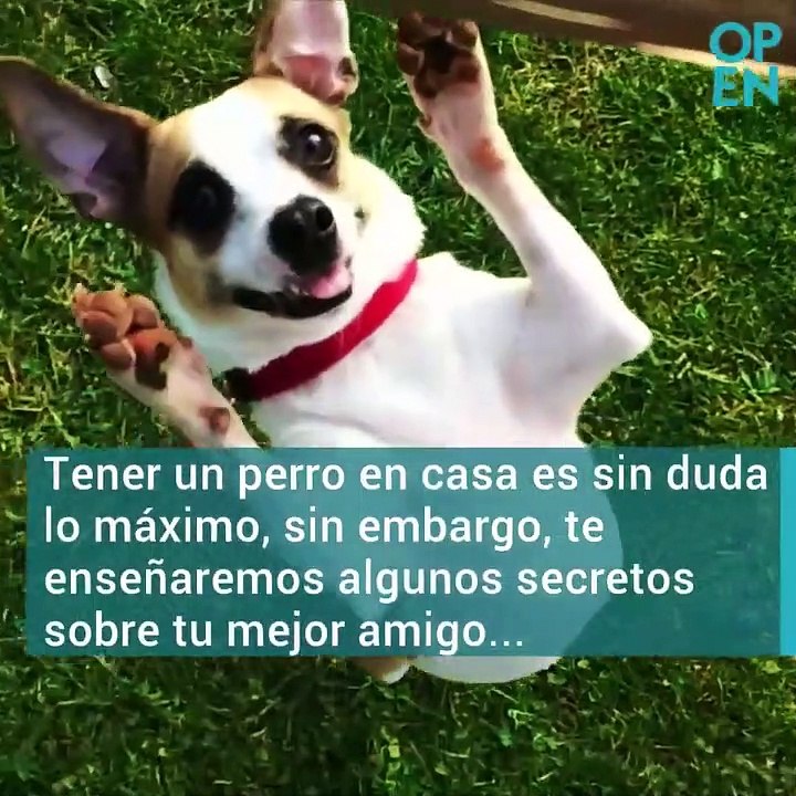 Datos Curiosos De Los Perros