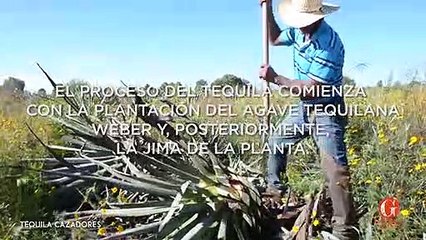 #GuíaCoctelera: ¿Qué es el tequila? - Gourmet de México