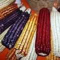 ¿Qué tanto sabes del maíz? - Gourmet de México