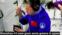Taikonautas cultivam mudas de arroz na estação espacial chinesa