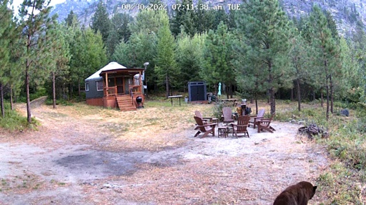 Cinnamon Black Bear Bites Security Camera