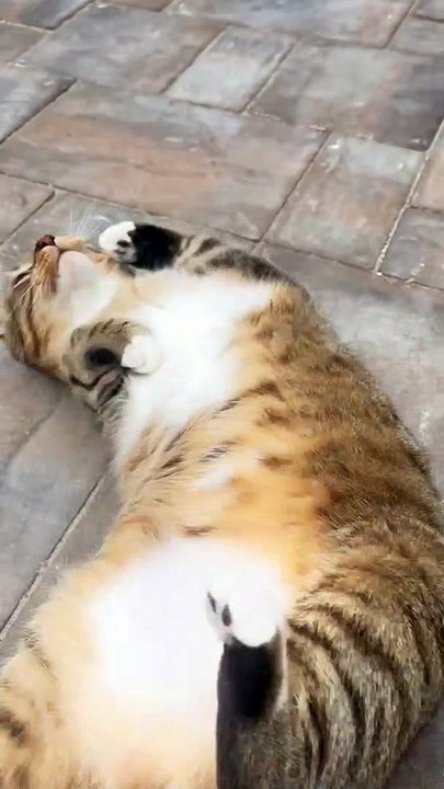 Roly Poly Cat - video Dailymotion