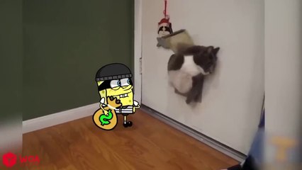 Hug me !! Cutest Kitten Love Tiny Spongebob  Funniest Cats And Dogs Videos