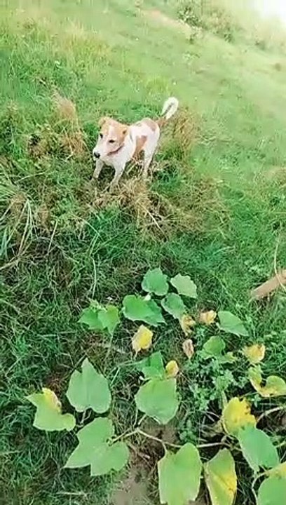Dog funny moments.......