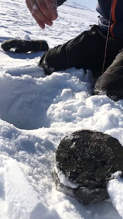 A Big Fish is Pulled from the Ice