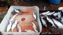 Amazing Fish Sale Point || Biggest Fish Wholesale Market Of Bangladesh || Exclusive Fish Video