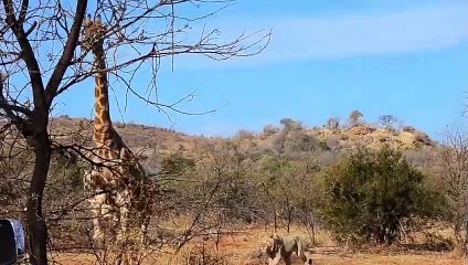 Wildlife Brave Giraffe Kicks Lion Head To Save Baby - Power of LION In The Animal World But FAIL