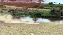 OMG!!! Angry Mother Impala Take Down Lion With Horns To Save Her Baby – Lion vs Hippo, Rhino, Impala