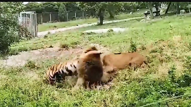 Amazing Wild Animals Hunt - Wild Animal Fights Caught On Camera Lion, Tiger, Wildebeest, Snake