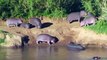 Terrible Power of Wide-Mouthed Hippo - Hippo Chews Cheetah's Head   Hippo vs Elephant, Cheetah