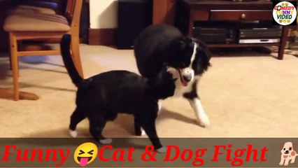 Cat dog comedy funny videos| Cat Thinks It’s A Dog - Funny Videos at Fully :)(: Silly