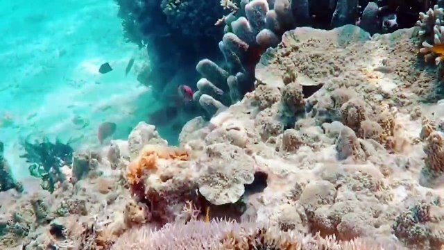 Destinasi Wisata Pantai Derawan