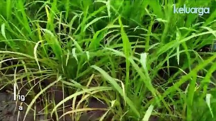 Keluarga Gader_ Ada Apa Di Sekinchan_