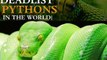 Types Of Pythons In The World | Pythons Species In The World | Top 7 Largest Pythons In the World |