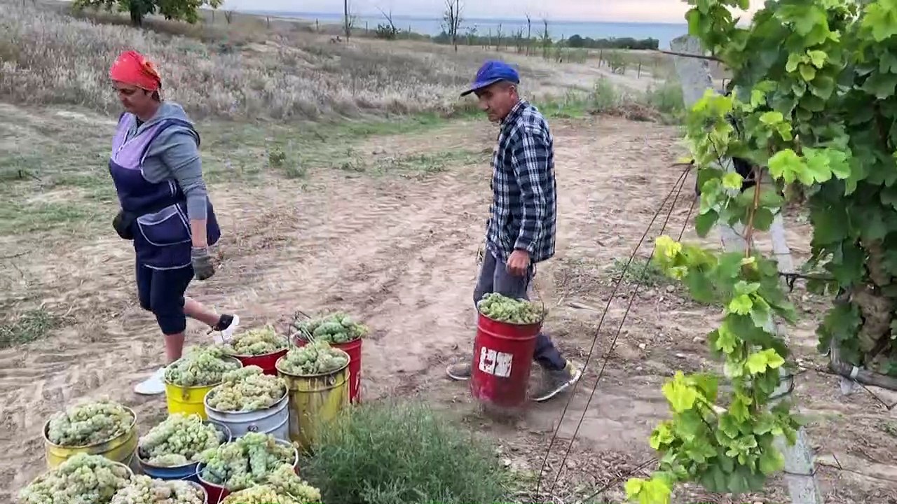 Ukrainischer Wein: Direkt von der Front