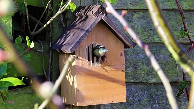 Musique apaisante pour les nerfs musique de guérison pour le cœur et les vaisseaux sanguins, relax