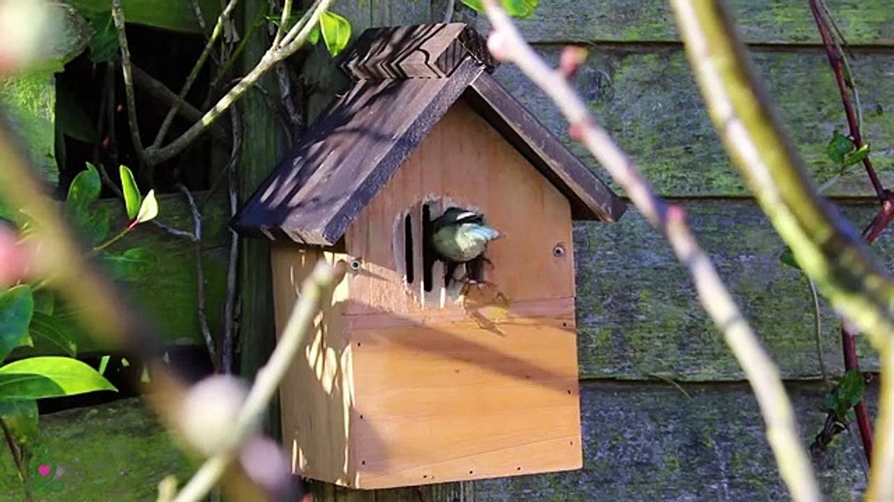 Musique apaisante pour les nerfs  musique de guérison pour le cœur et les vaisseaux sanguins, relax