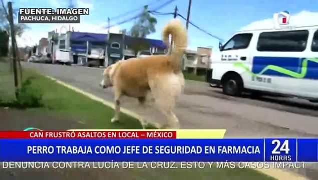México: Perrito es contratado como jefe de seguridad de una farmacia