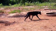 three Poor dog fighting with black dog and bully black dog
