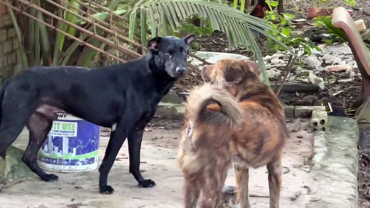 Poor dog make fun