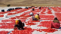 Bitlis haber | Bitlis'ten Amerika ve Avrupa'ya kurutulmuş domates ihracatı