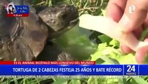 Janus: tortuga de dos cabezas celebra su cumpleaños número 25