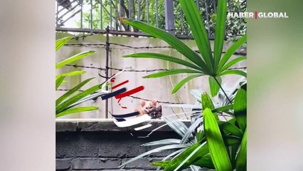 İnsanları gözetleyen üçüz kediler bakışları ile güldürdü