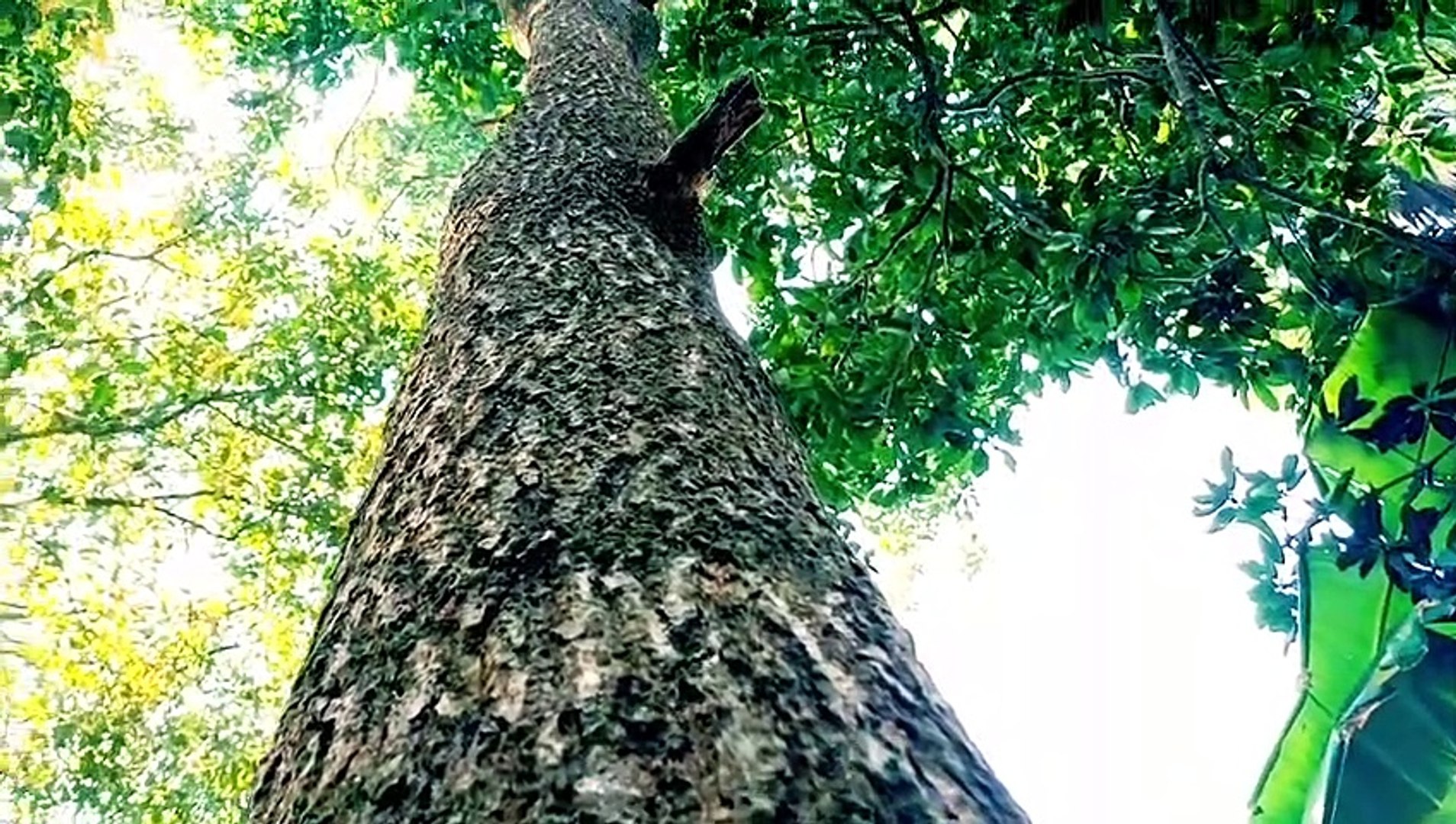 Puspa Short Video Comedy - Action Funny Dialogue | TKB Mixing Lab