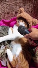 Funny Cats Cute Cats Video Tiktok Moment Compilation - part 2