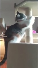 Funny Cats  Cute Cats Video Tiktok Moment Compilation - part 4