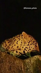 Panther broke cage in Banswara