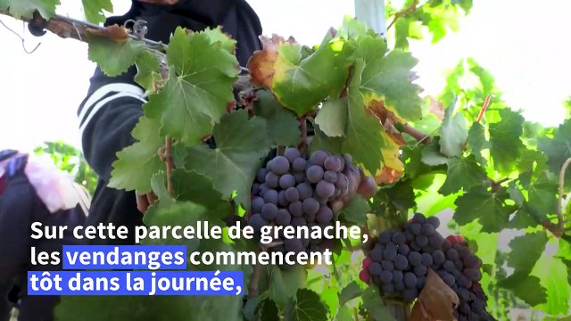 Le désert du Néguev, laboratoire des vins d'une planète en surchauffe