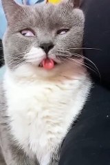 Funny Cat | Copy Cat | Funny Performance