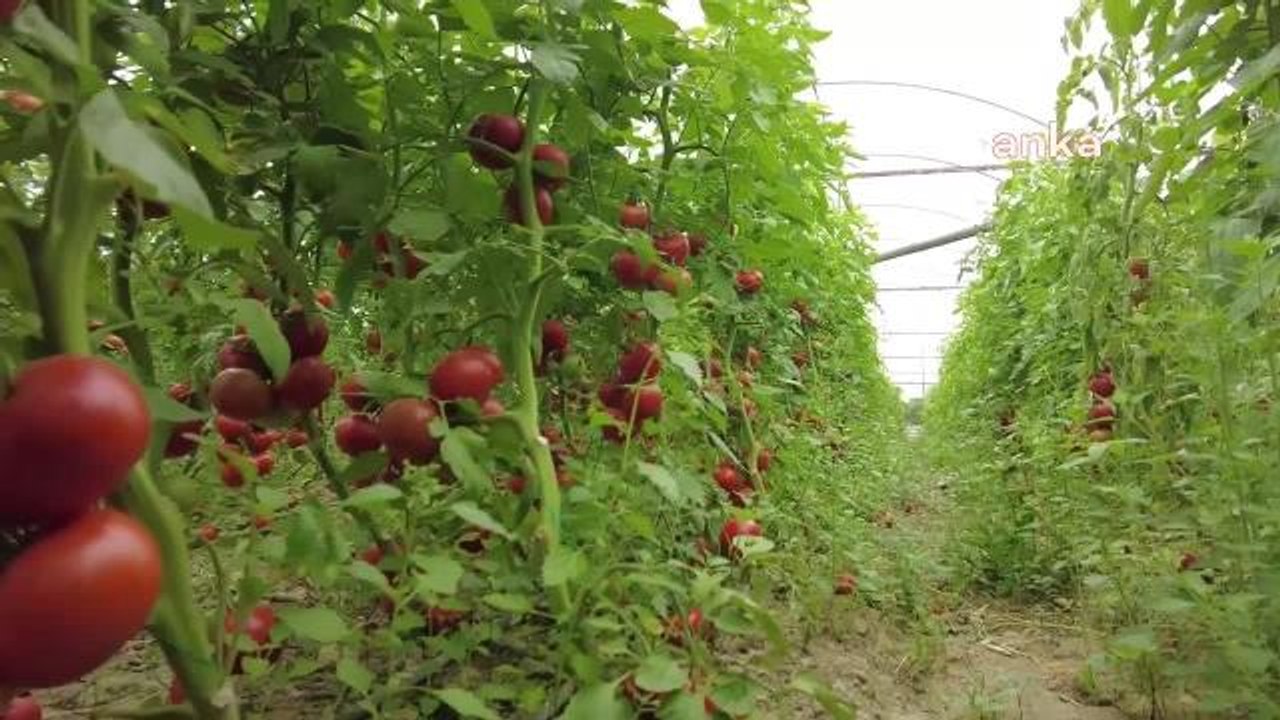 Domates Konservesi ve Salça 'İhracı Kayda Bağlı Mallar' Listesine Alındı