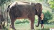 Elephants Wild animals Collection
