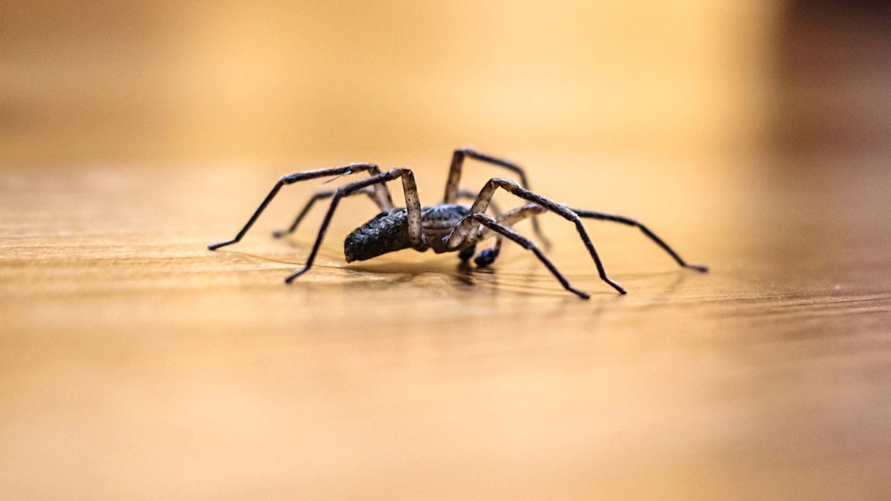 Hauswinkelspinnen vertreiben: Diese Hausmittel helfen