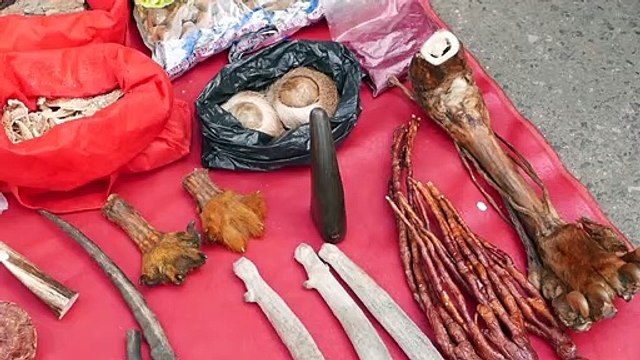 Chinese Street Food - Live Scorpions, Insects, Tiger Claws China