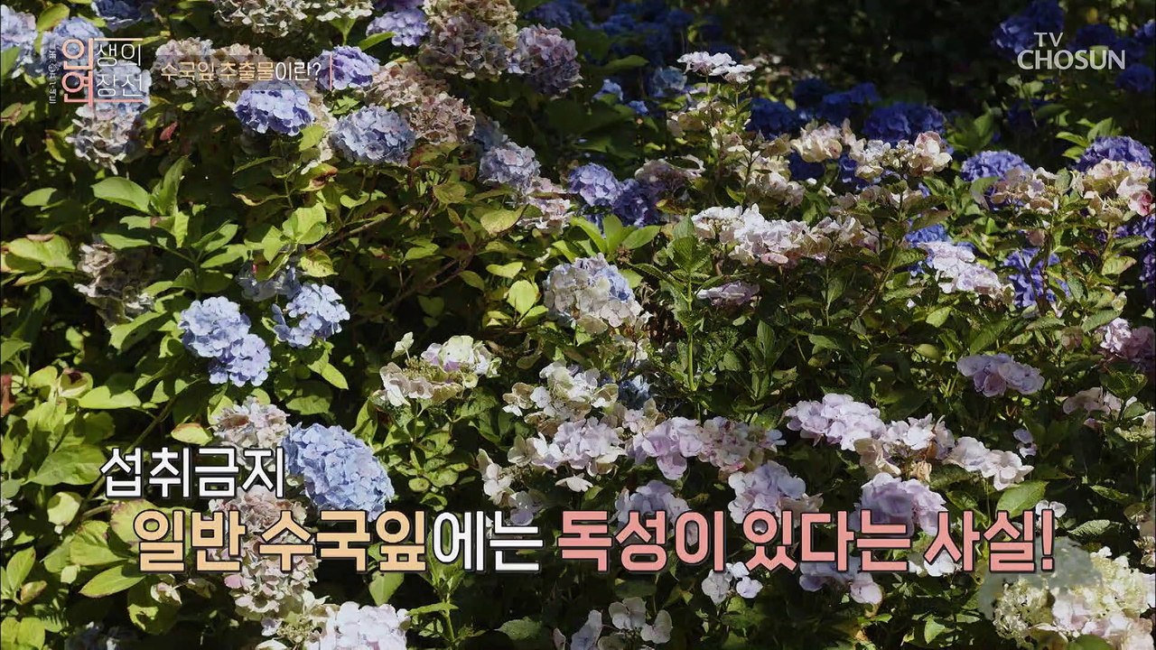 워너비 몸매를 가진 그녀가 식단 속 비결 大공개✿ TV CHOSUN 20220906 방송
