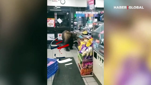 Marketten istediği çikolatayı alıp kaçan ayı güldürdü