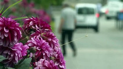 Wahl in Schweden: Besuch in der Hochburg der rechtsnationalen Schwedendemokraten