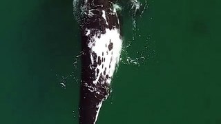 Une baleine géante nage sous un petit bateau avec des gens